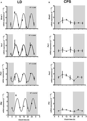 Fetal Programming of Renal Dysfunction and High Blood Pressure by Chronodisruption